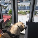 Up, Up and Away – Fiji and I Visit the Cape Wheel