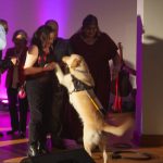 Paws for Thought on the National Arts Festival 2019