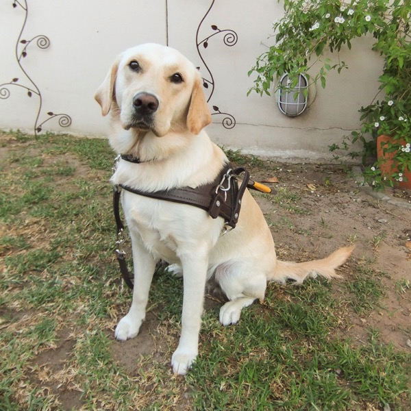 The image shows a blonde guide dog on harness