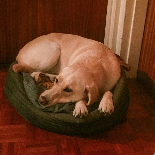 The image shows Fiji lying in her dog-bed
