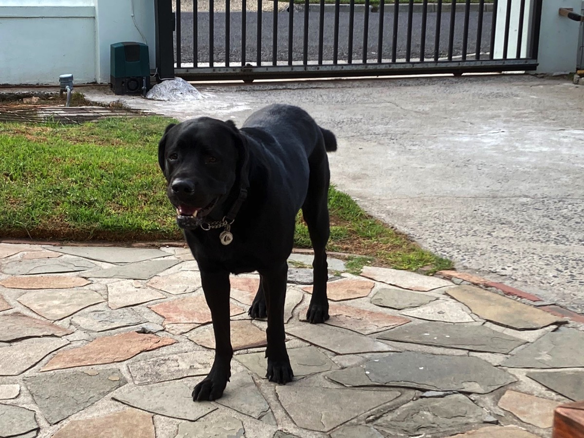 The image shows a black Labrador. 