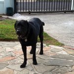Paws for Thought  – When Guide Dog Billy Came to Stay