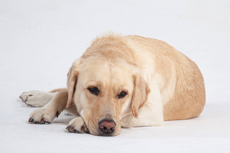 The image shows a yellow Labrador lying on the ground with her head on the floor.