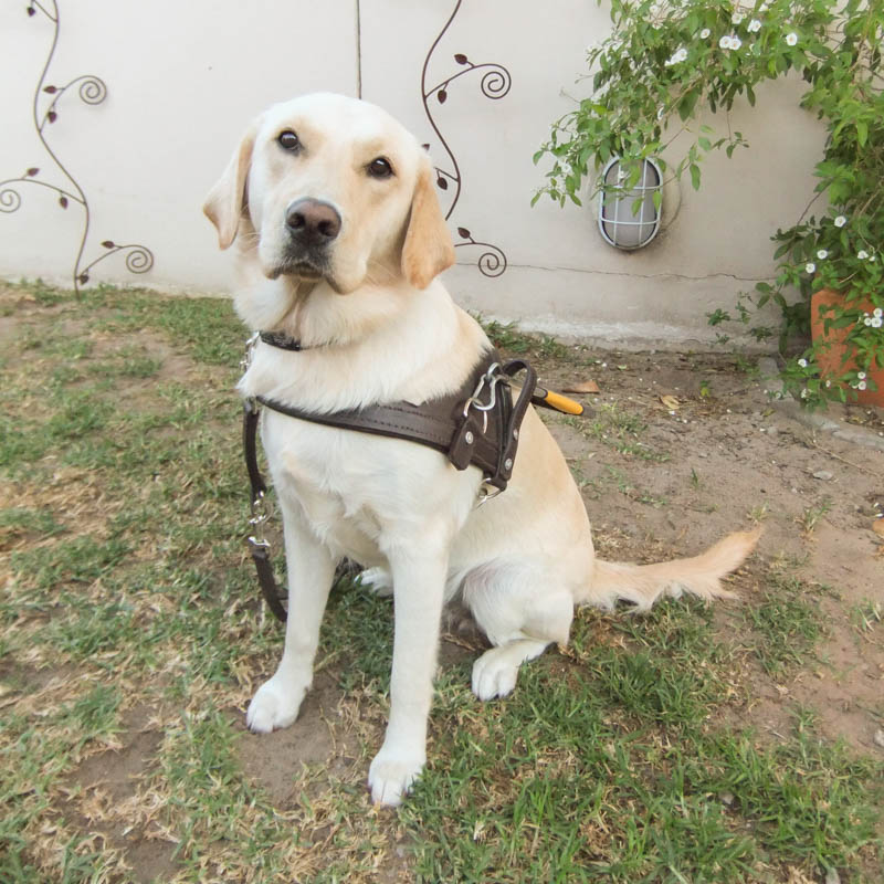 The image shows a yellow Labrador wearing a dark brown guide dog harness