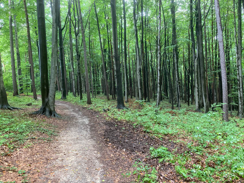 cds-IMG_2697.jpg the image is of a forest in Poland