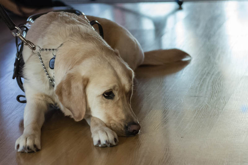 The image shows a yellow Labrador with her forehead furrowed as if frowning
