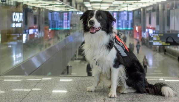 The image shows a collie dog with long fur – credits Krakow Airport blog
