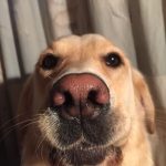 Paws for Thought on My Beautiful Nose