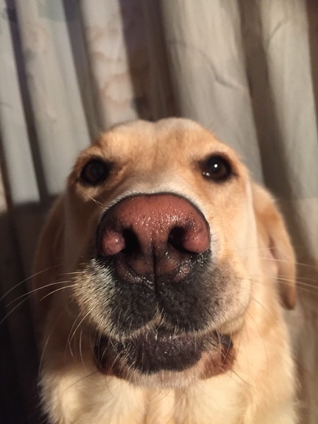 The image shows a close up of a yellow Labrador’s eyes and nose taken from above
