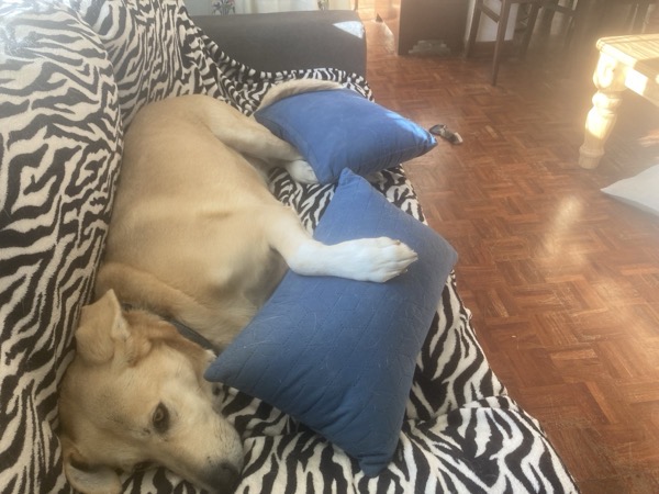 Alt text: An image of a brown dog lying on a couch with her head on a pillow.