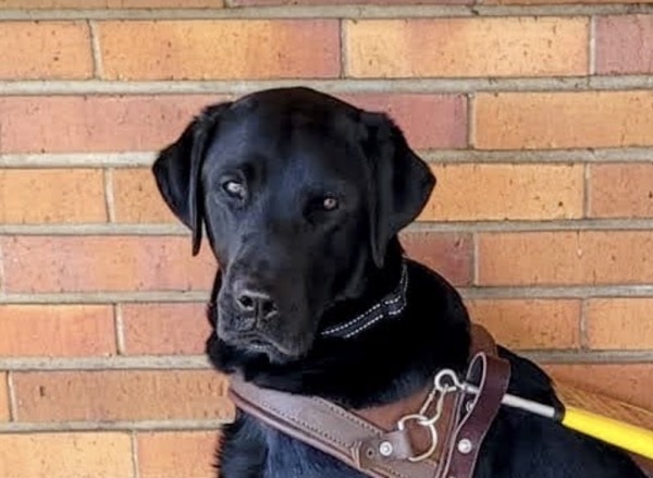 A close-up of a black labrador’s head. The dog is smiling at the camera and has a bright eager light in his eyes