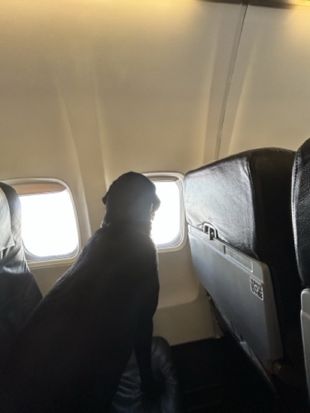 A black Labrador sitting on an airline seat looking out of the window of the airplane. The dog is wearing a collar and leash.